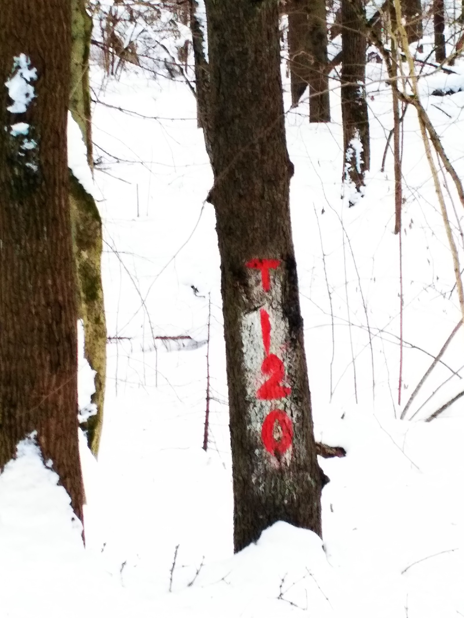 What does this mean ? - My, Forest, Oddities