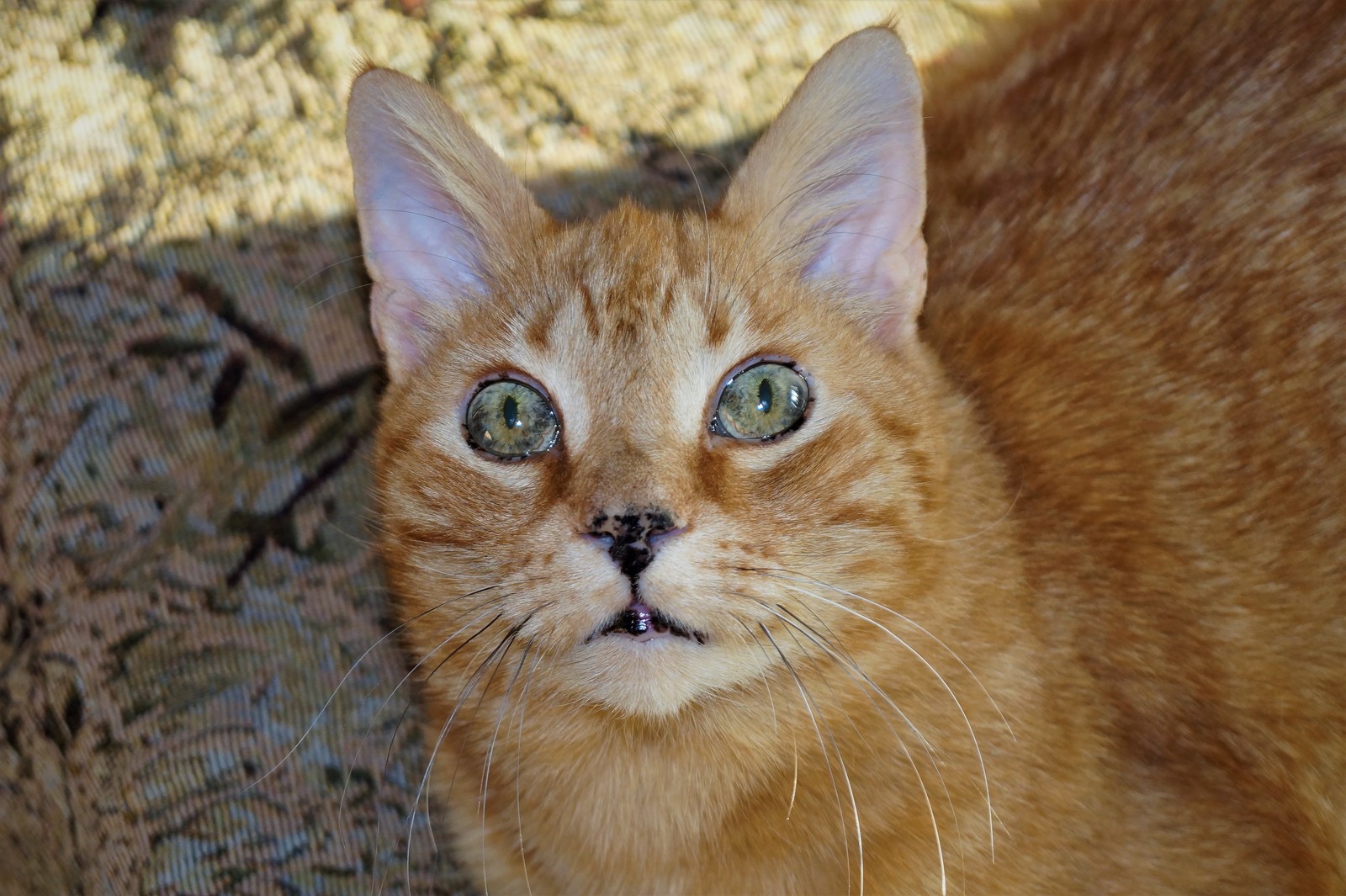 The cat carefully watches the sunbeam on the ceiling - My, cat, Hare, Sight, Interesting