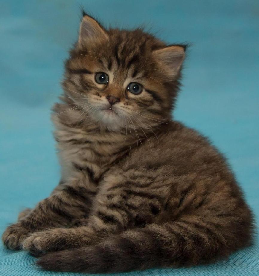 Kitten - My, cat, Siberian cat, Pet, Longpost, Pets