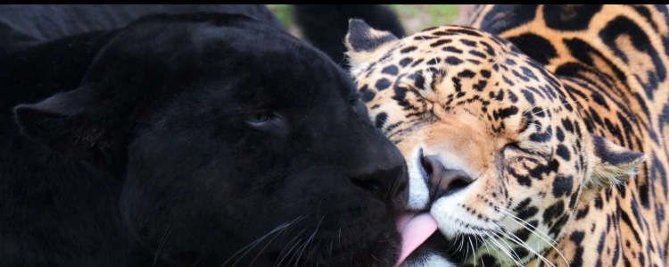 Unusual friendship - Jaguar, Panther, Friendship of Peoples, Longpost