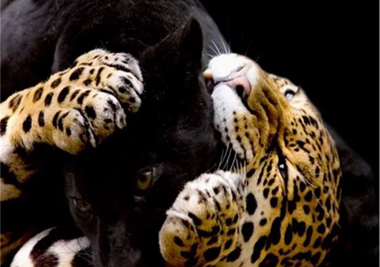 Unusual friendship - Jaguar, Panther, Friendship of Peoples, Longpost