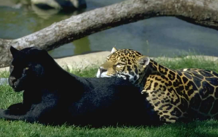 Unusual friendship - Jaguar, Panther, Friendship of Peoples, Longpost