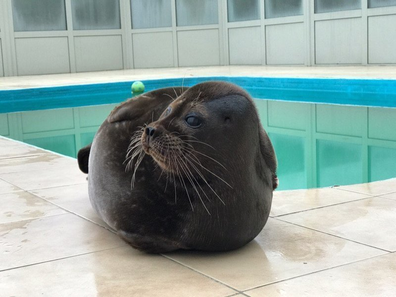 Rescued seal cub lives with people and behaves like a cat - Wild animals, Not mine, From the network, Longpost, Seal