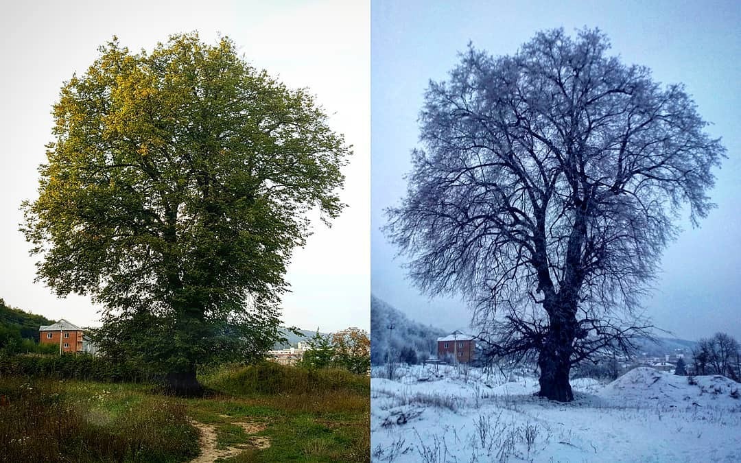 Summer VS Winter - Моё, Лето, Зима, Лес, Поле, Природа, Снег, Небо, Фотография, Длиннопост