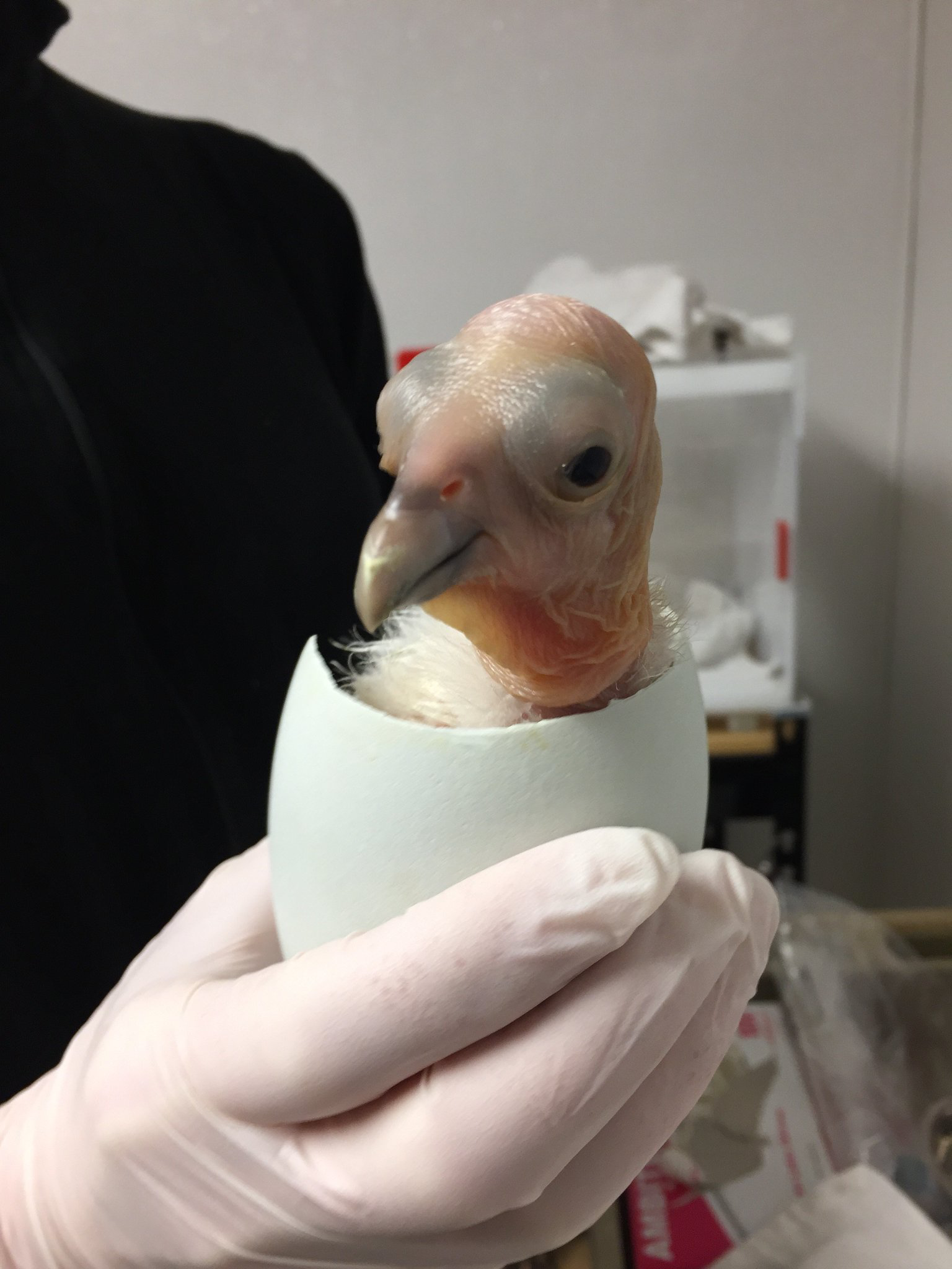 California condor chick - The photo, Chick, Birds, Condor