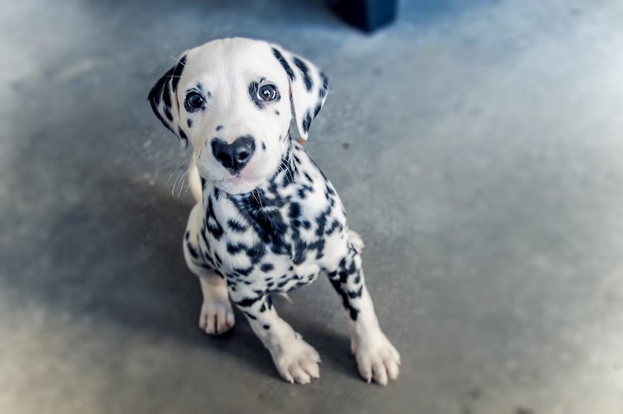 This puppy already stole your heart and now he has two of them - Milota, Puppies, Dalmatian, Heart, Dog, The photo, Longpost, , Heart