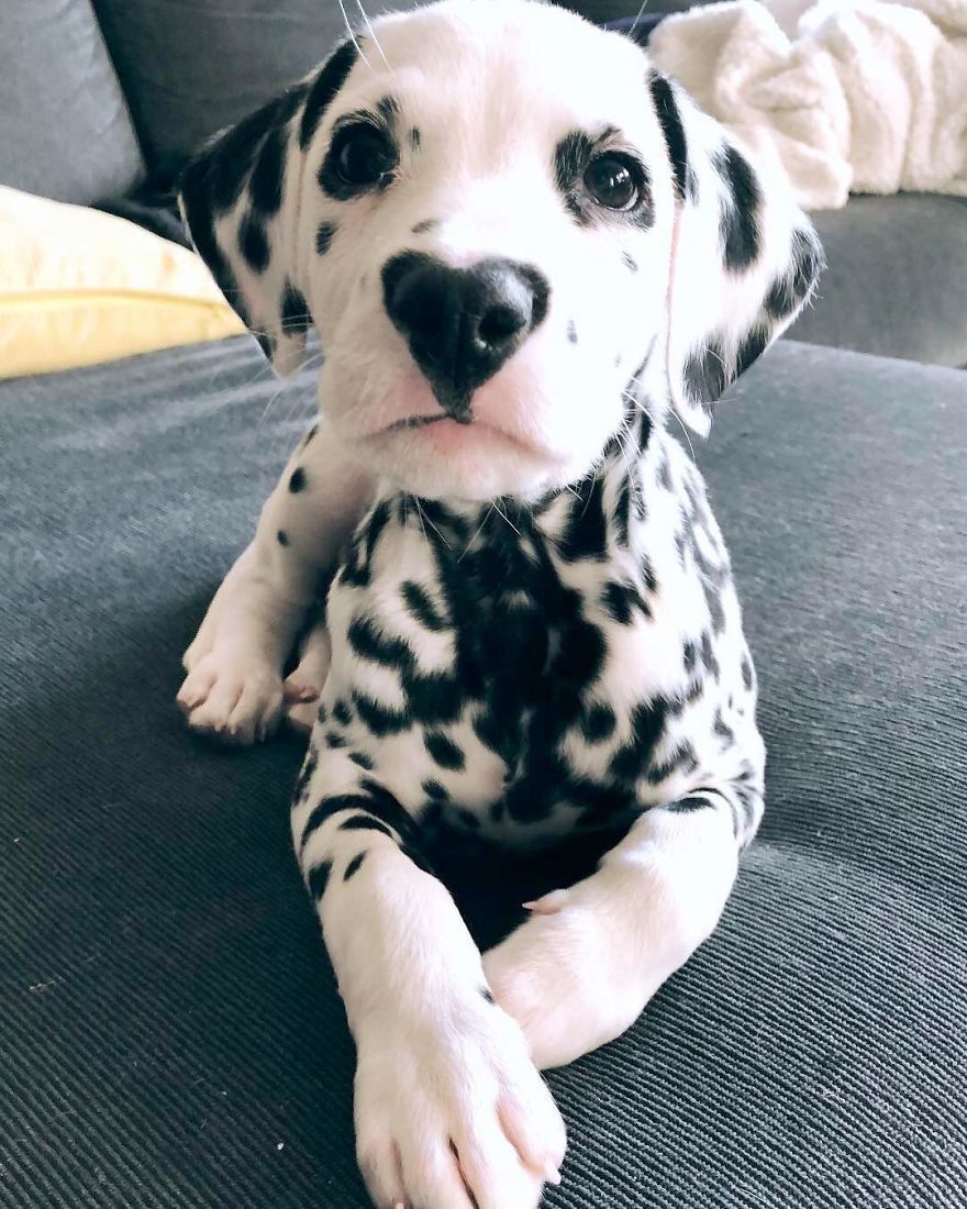 This puppy already stole your heart and now he has two of them - Milota, Puppies, Dalmatian, Heart, Dog, The photo, Longpost, , Heart