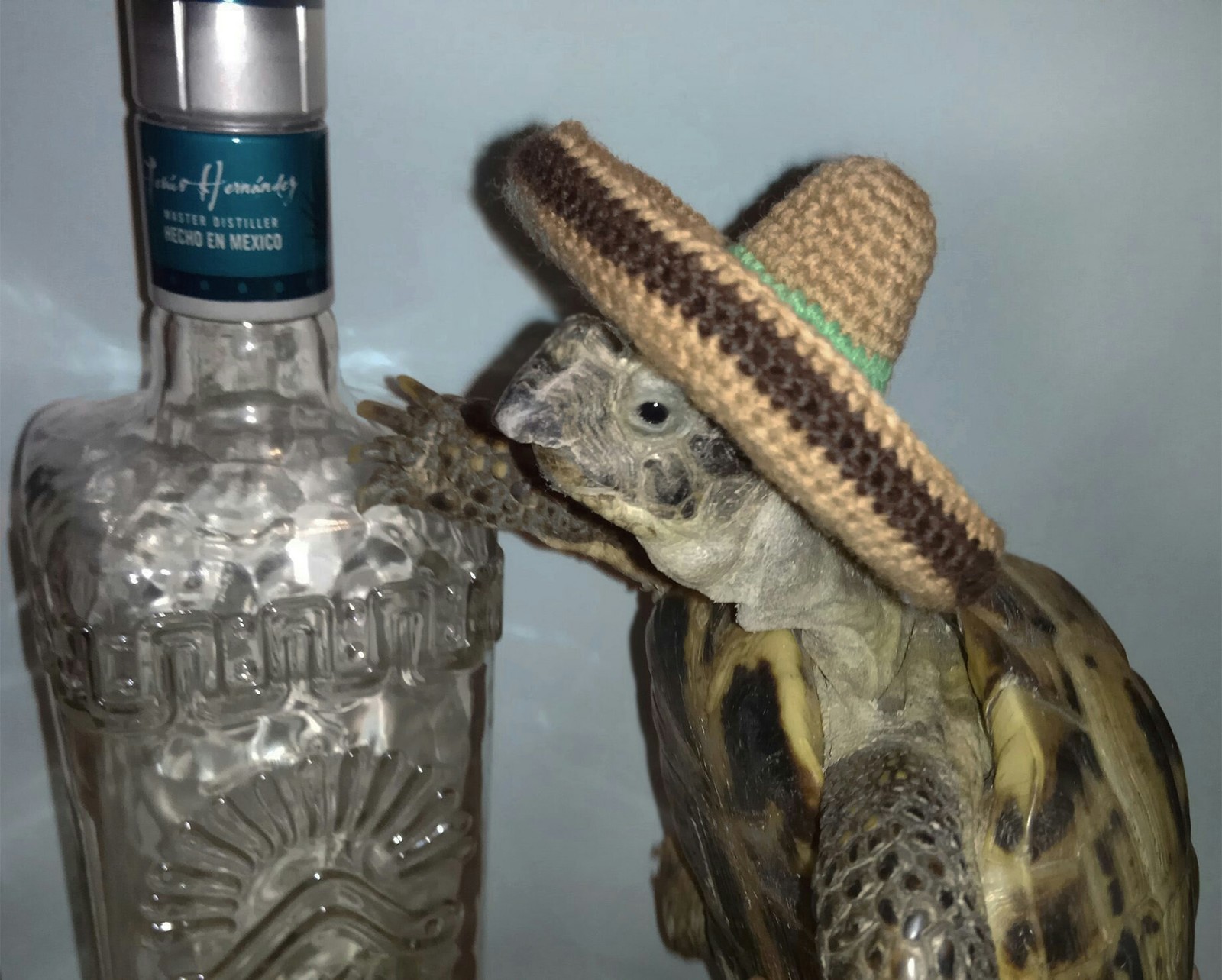 Hola - My, Turtle, The photo, Crochet, Longpost, Friday tag is mine