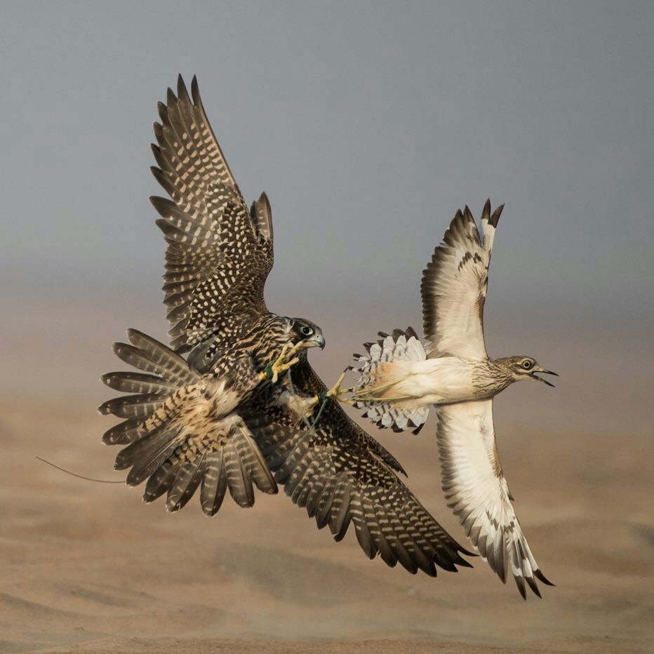 Falconry - The photo, Falcon, Hunting