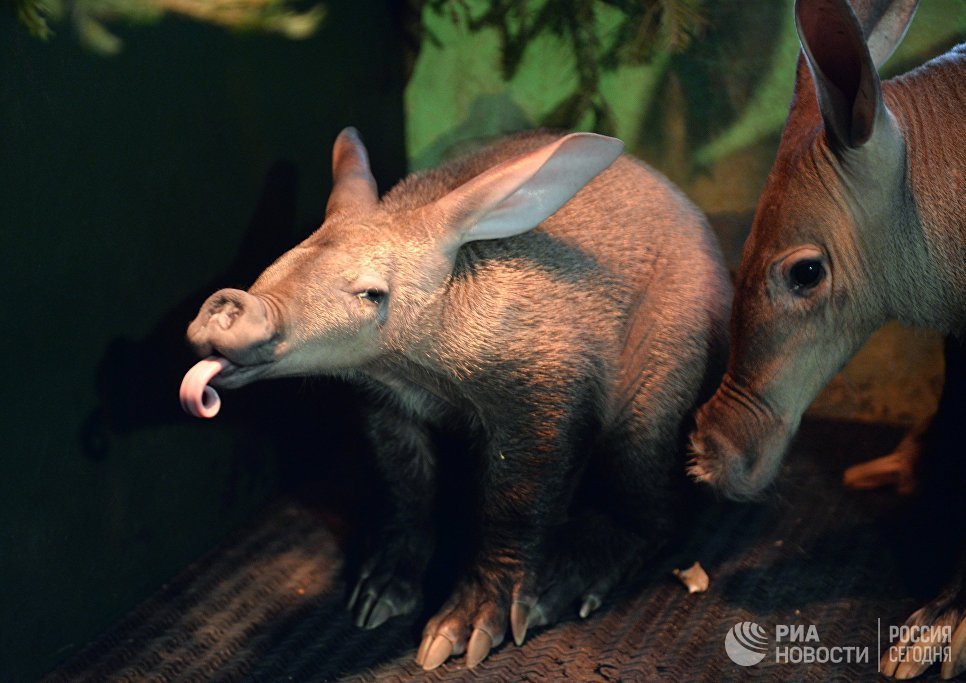 So that's what you are - an aardvark. - Aardvark, Zoo, Yekaterinburg, news, Longpost