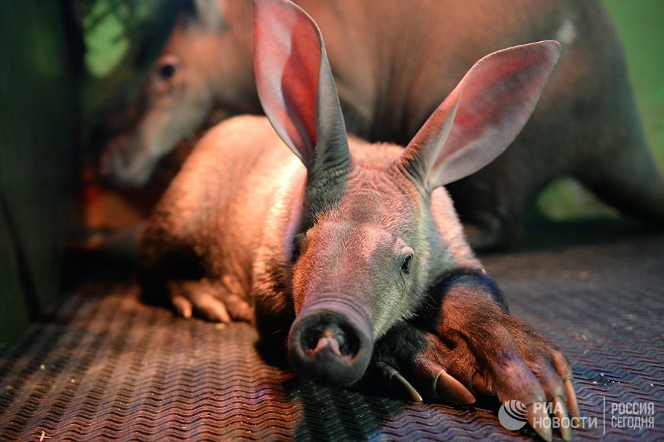 So that's what you are - an aardvark. - Aardvark, Zoo, Yekaterinburg, news, Longpost