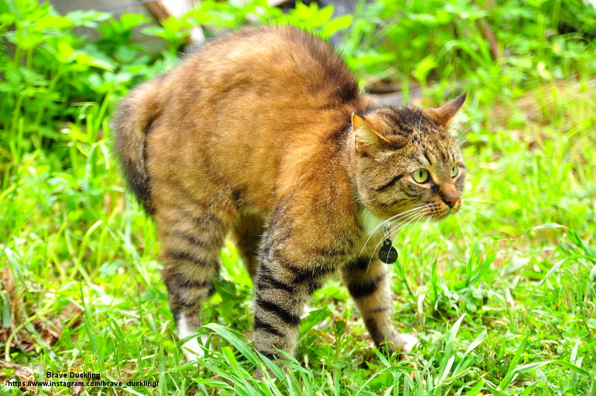 Kittens in the morning in the feed! - My, cat, The photo, Bagel cat, Friends, Longpost