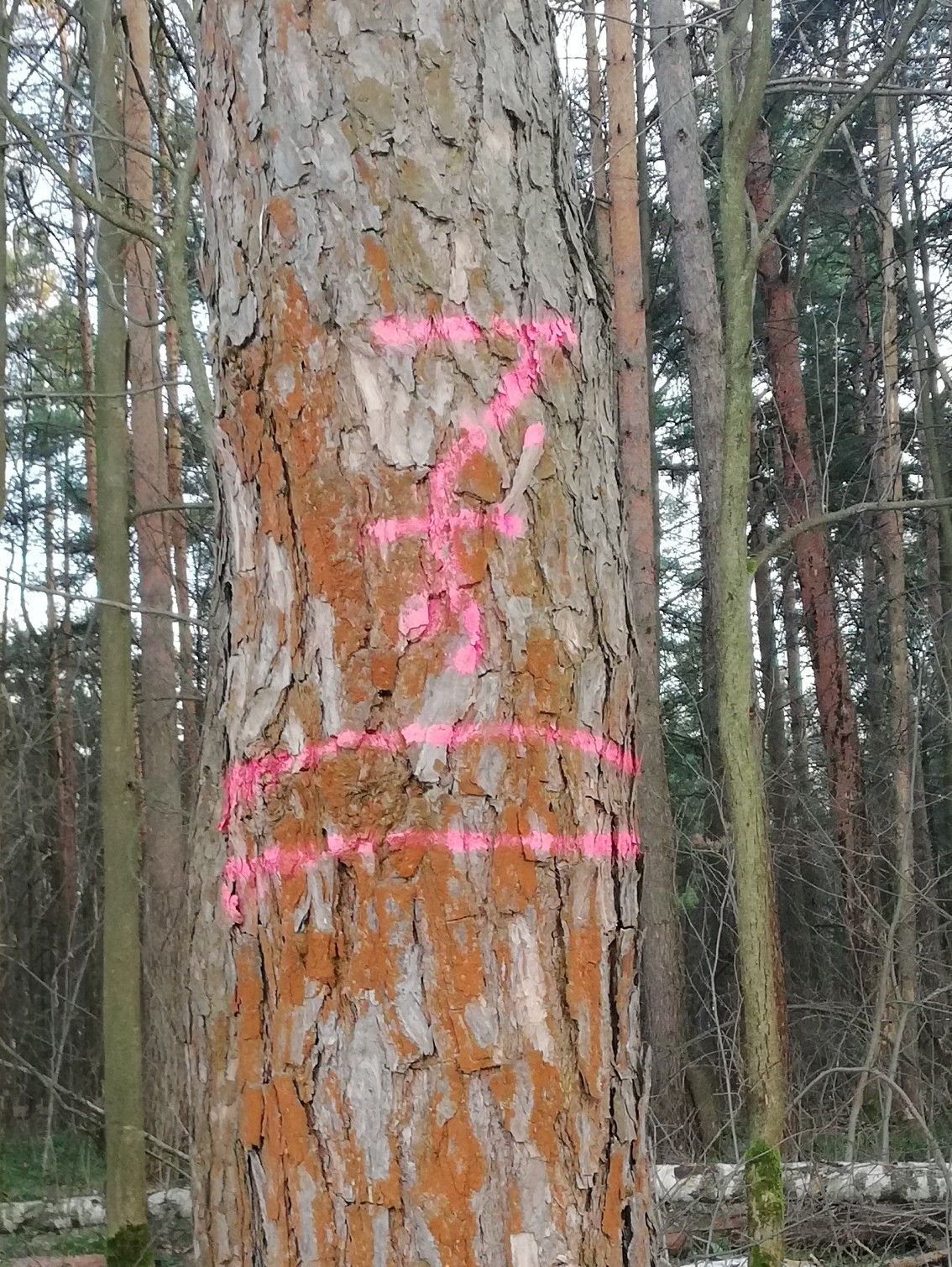 Can you explain what this means and why? - My, Forest, Tree