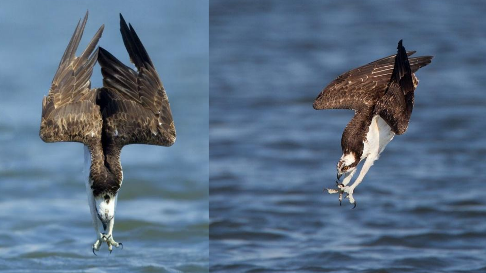 Such a different osprey - Osprey, , Bird watching, Gomel, Longpost