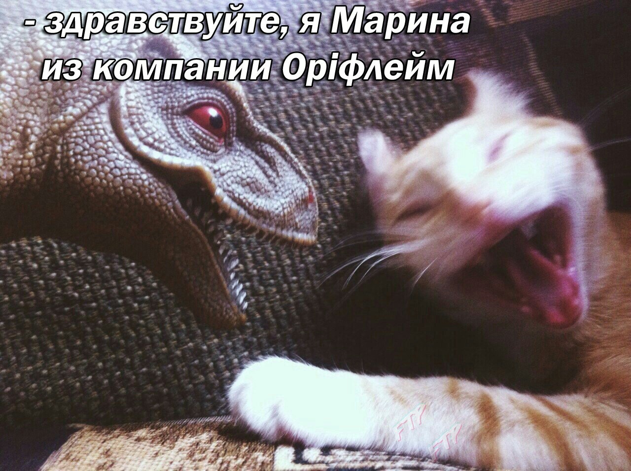 Мемные коты - Моё, Кот, Мемы, Орифлейм