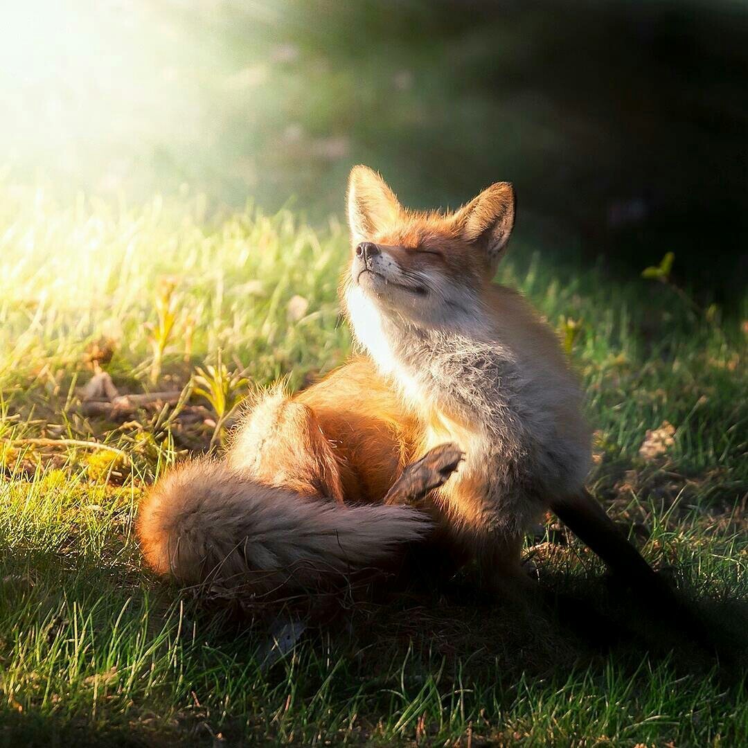 sun fox - Fox, Heat, Forest, Summer, The photo