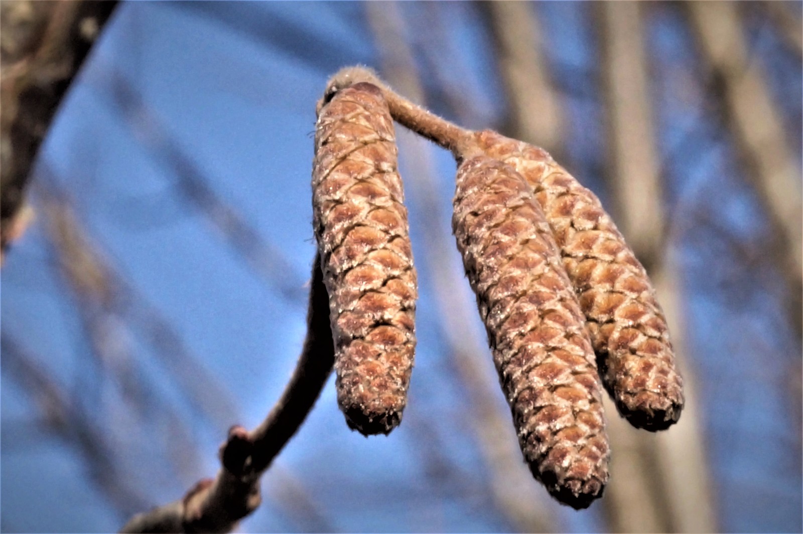 Earrings on hazel. - My, Spring, The sun, Filbert