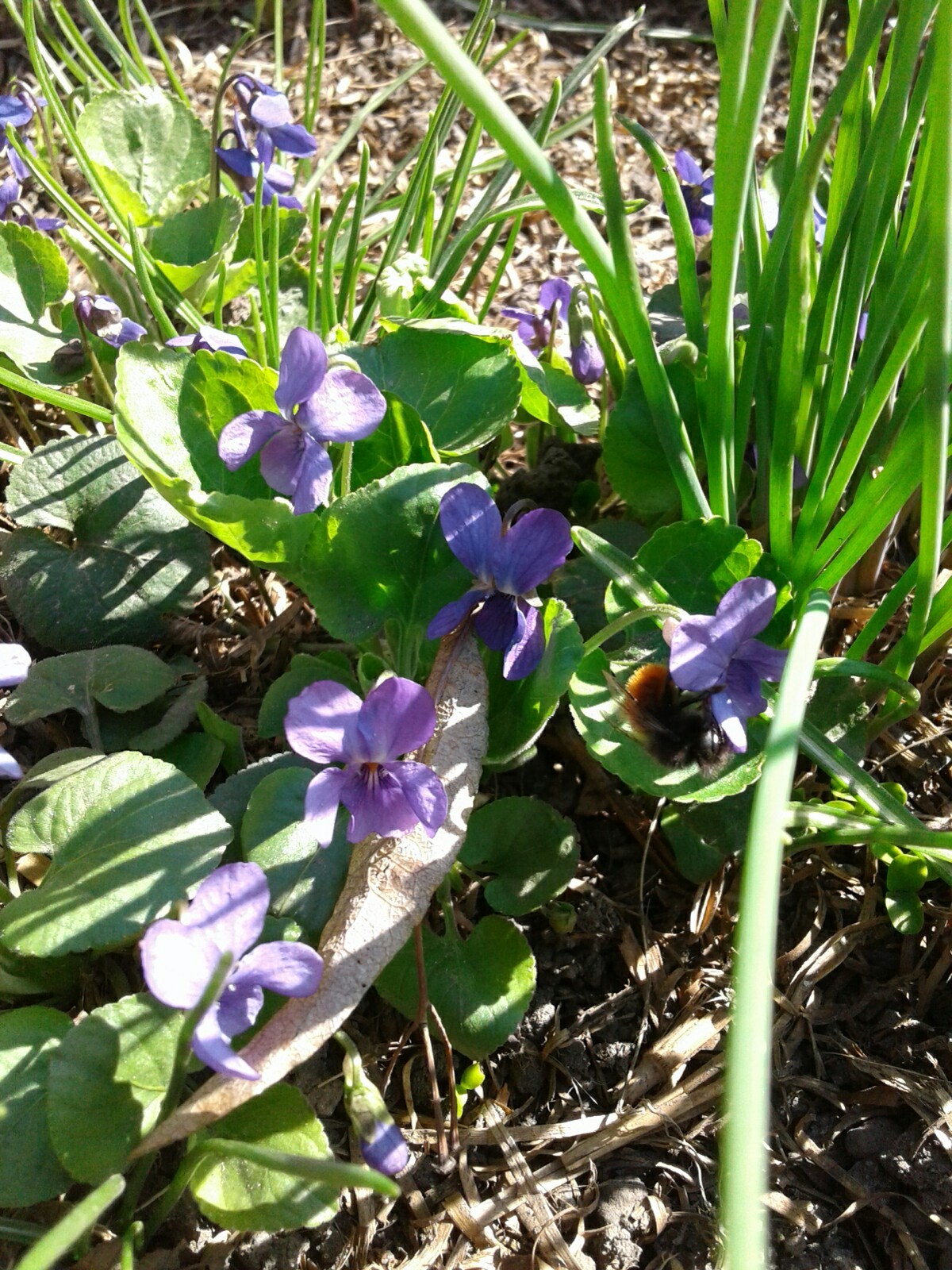 Just flowers and sunshine. - My, Spring, Flowers, Longpost, Photo on sneaker, The sun, Butterfly, Joy