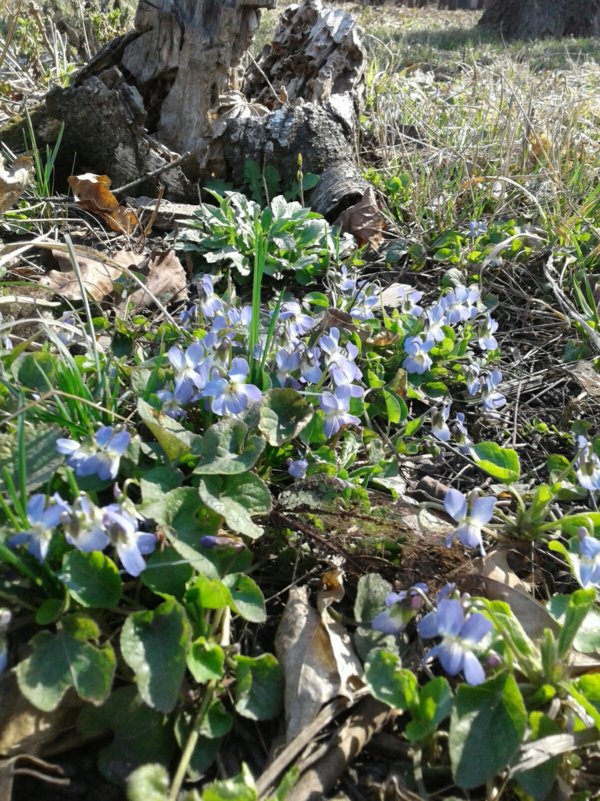 Just flowers and sunshine. - My, Spring, Flowers, Longpost, Photo on sneaker, The sun, Butterfly, Joy