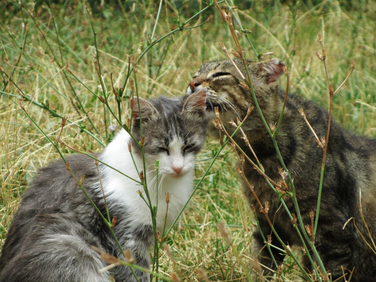 Yalta cats. - My, Yalta, cat, The photo, Longpost