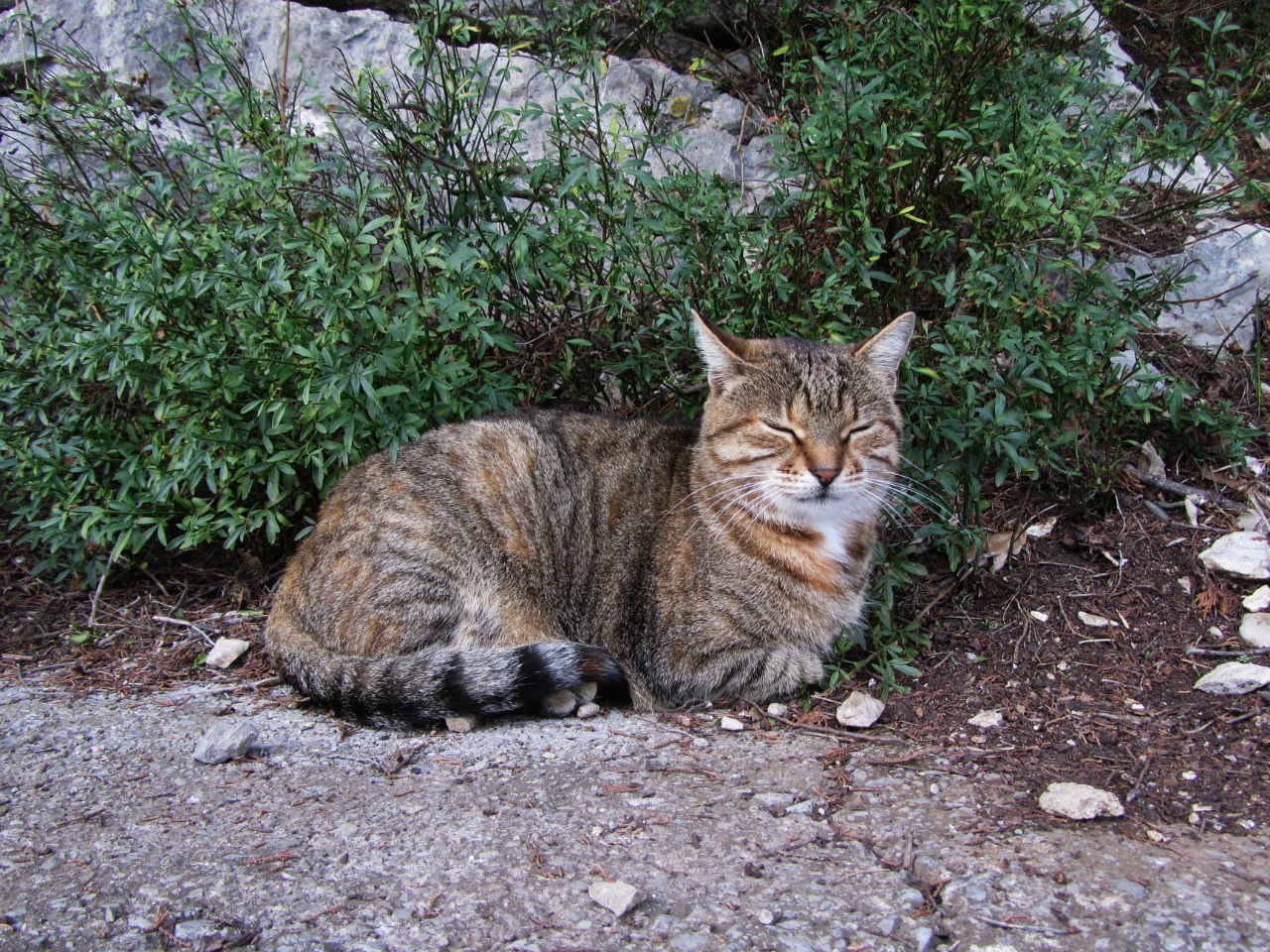 Yalta cats. - My, Yalta, cat, The photo, Longpost