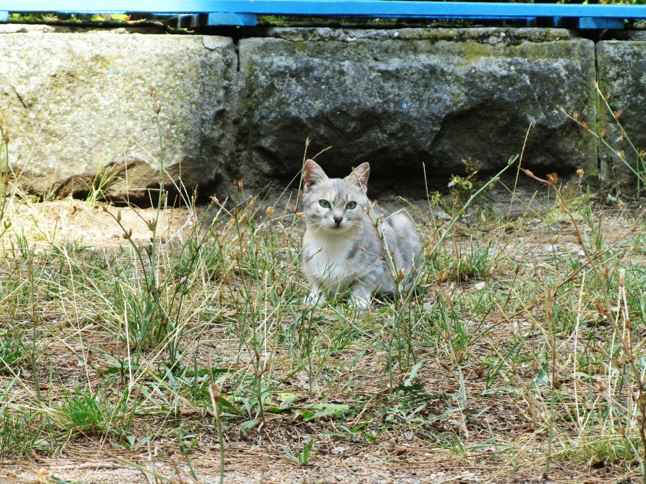 Yalta cats. - My, Yalta, cat, The photo, Longpost