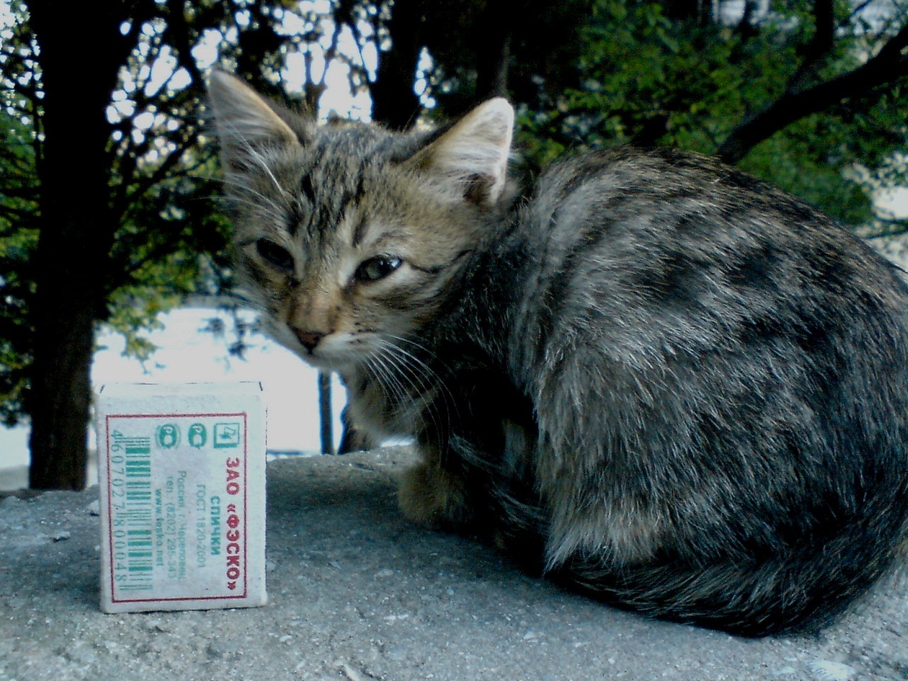 Yalta cats. - My, Yalta, cat, The photo, Longpost