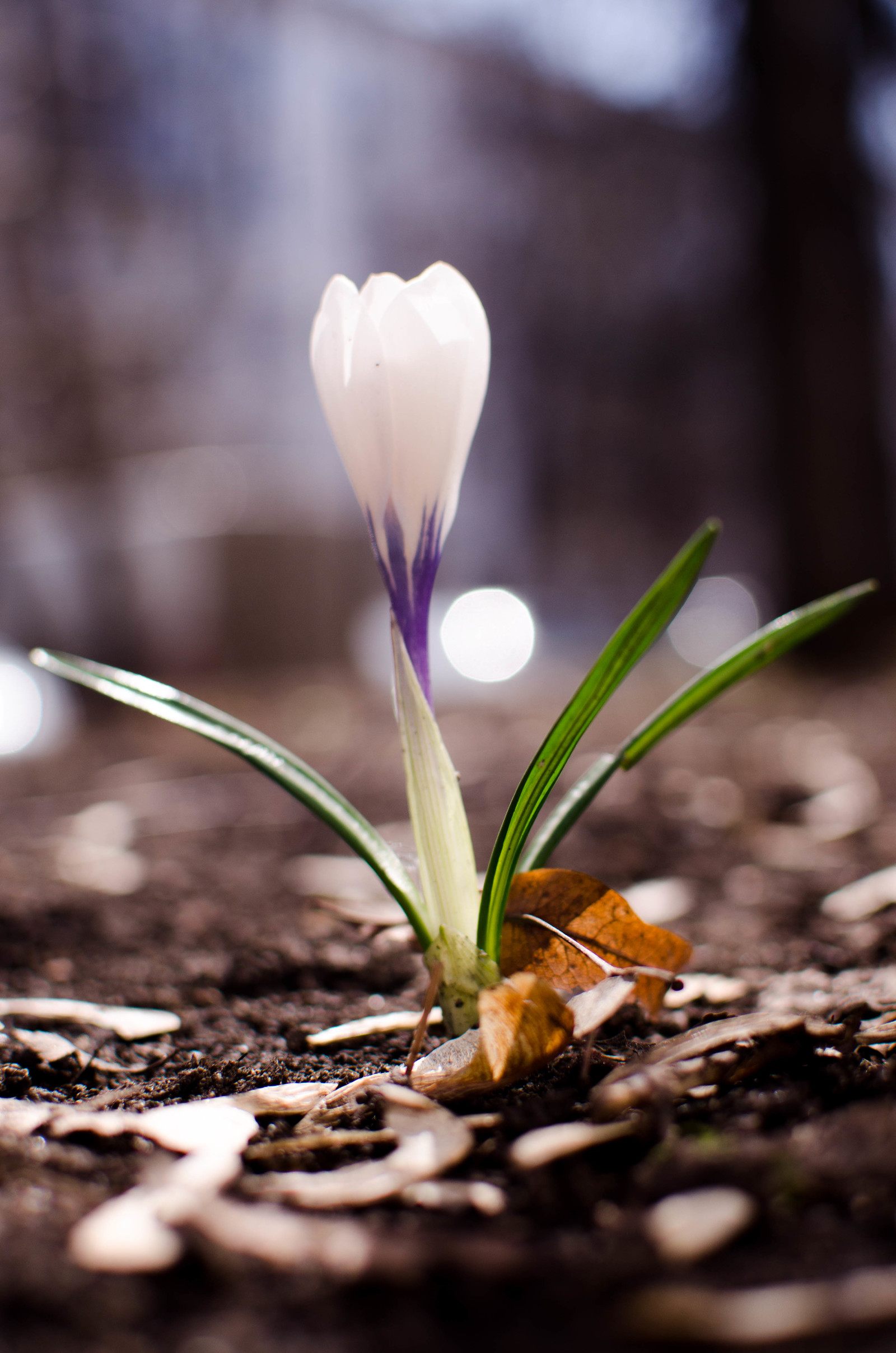 Fresh primroses to you! - My, Beginning photographer, Primroses, Spring, Longpost