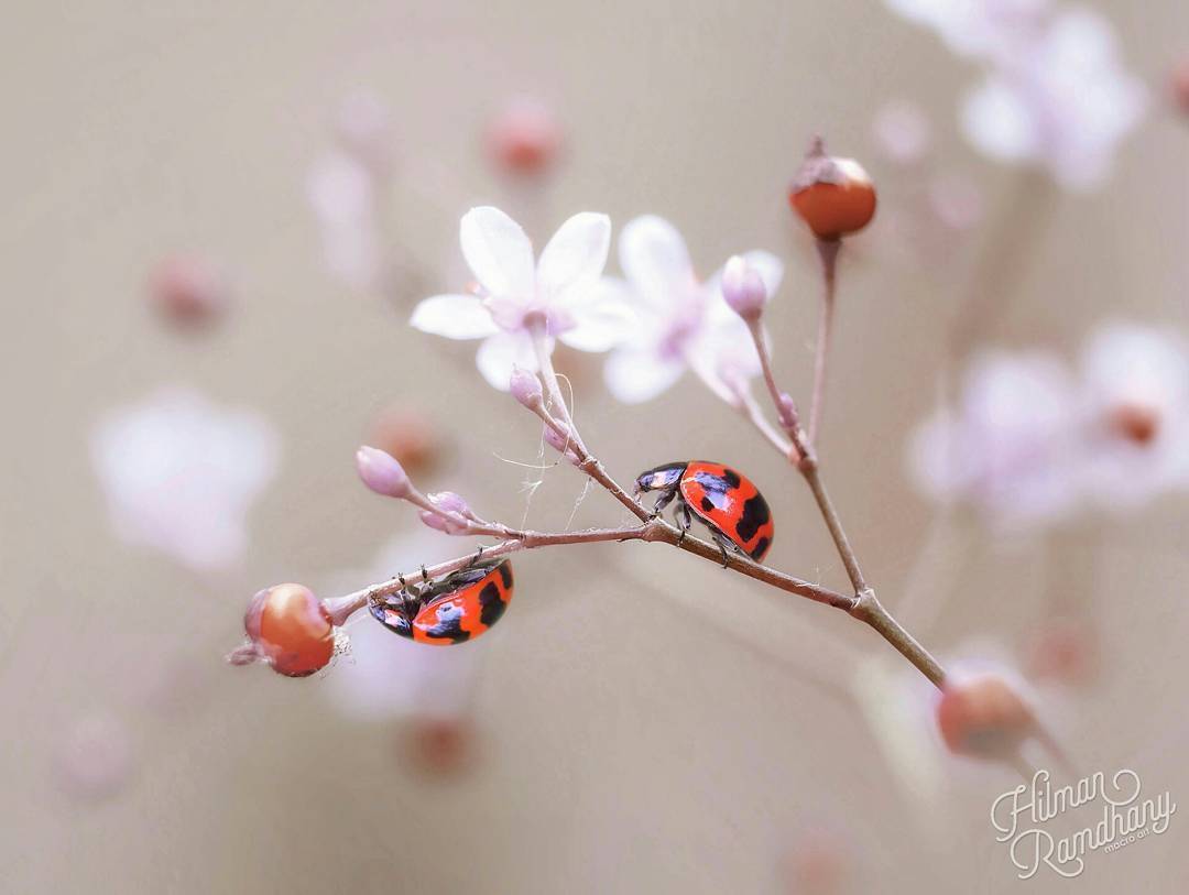 Macro photography of insects by Hilman Ramdhany - The photo, Macro photography, Longpost