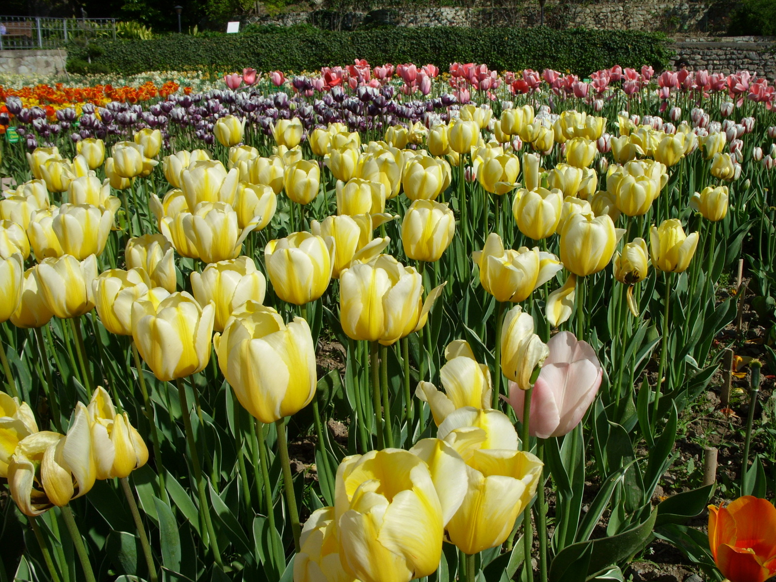 Nikitsky Botanical Garden. - My, Nikitsky Botanical Garden, Tulip Festival, Yalta, Longpost