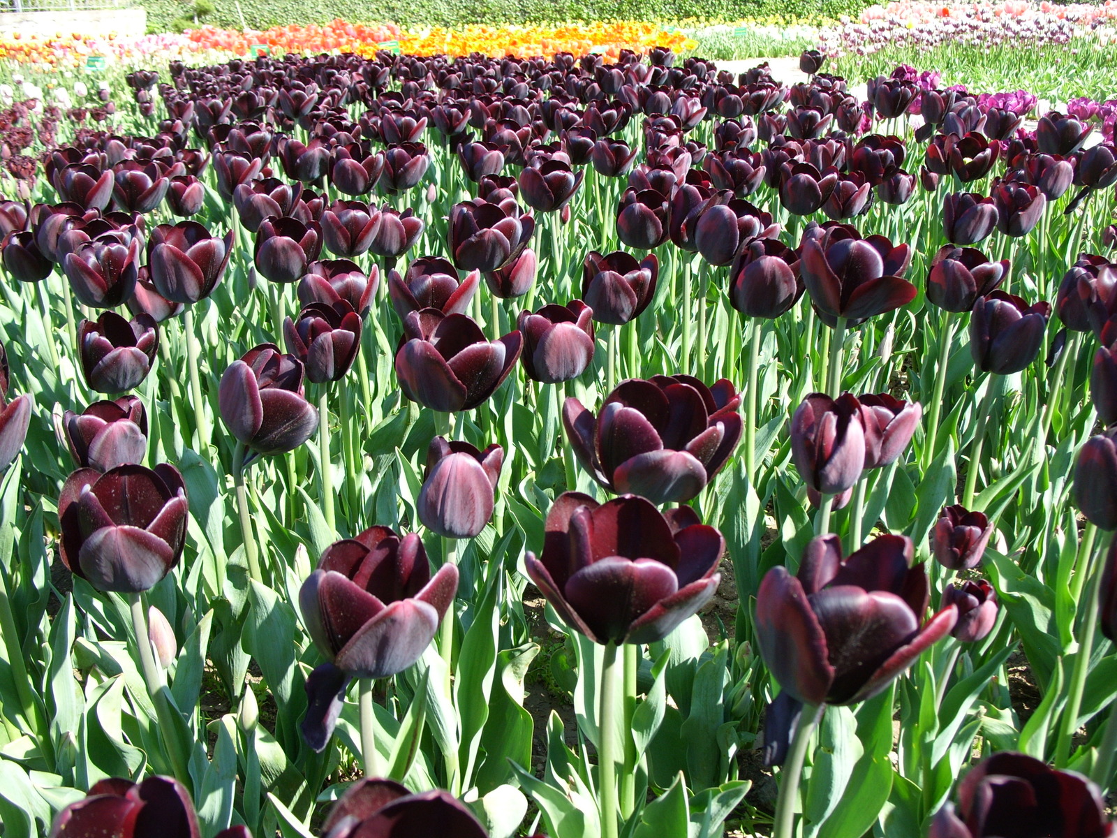 Nikitsky Botanical Garden. - My, Nikitsky Botanical Garden, Tulip Festival, Yalta, Longpost