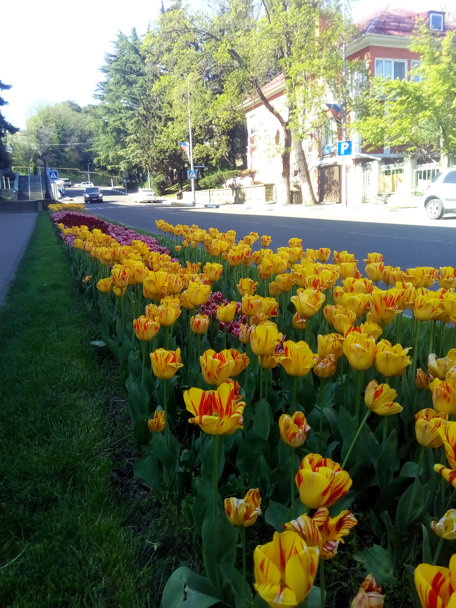 city ??tulips - My, Flowers, Tuapse, Spring, Longpost