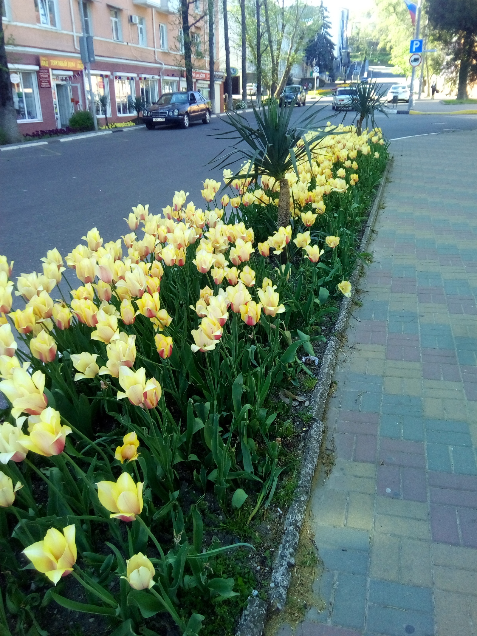 city ??tulips - My, Flowers, Tuapse, Spring, Longpost