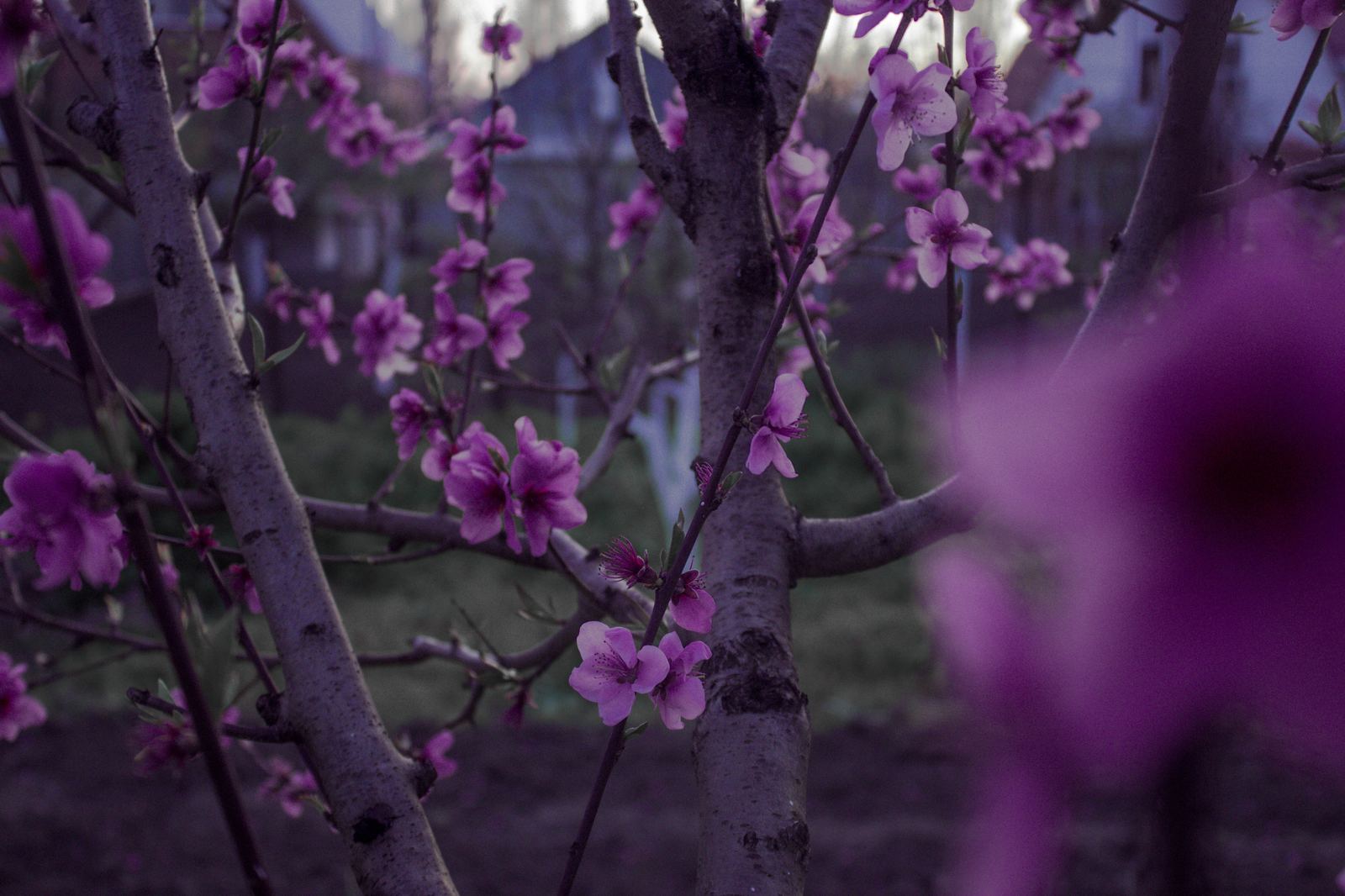 The tree is shorter - My, Tree, Summer, Canon 650d