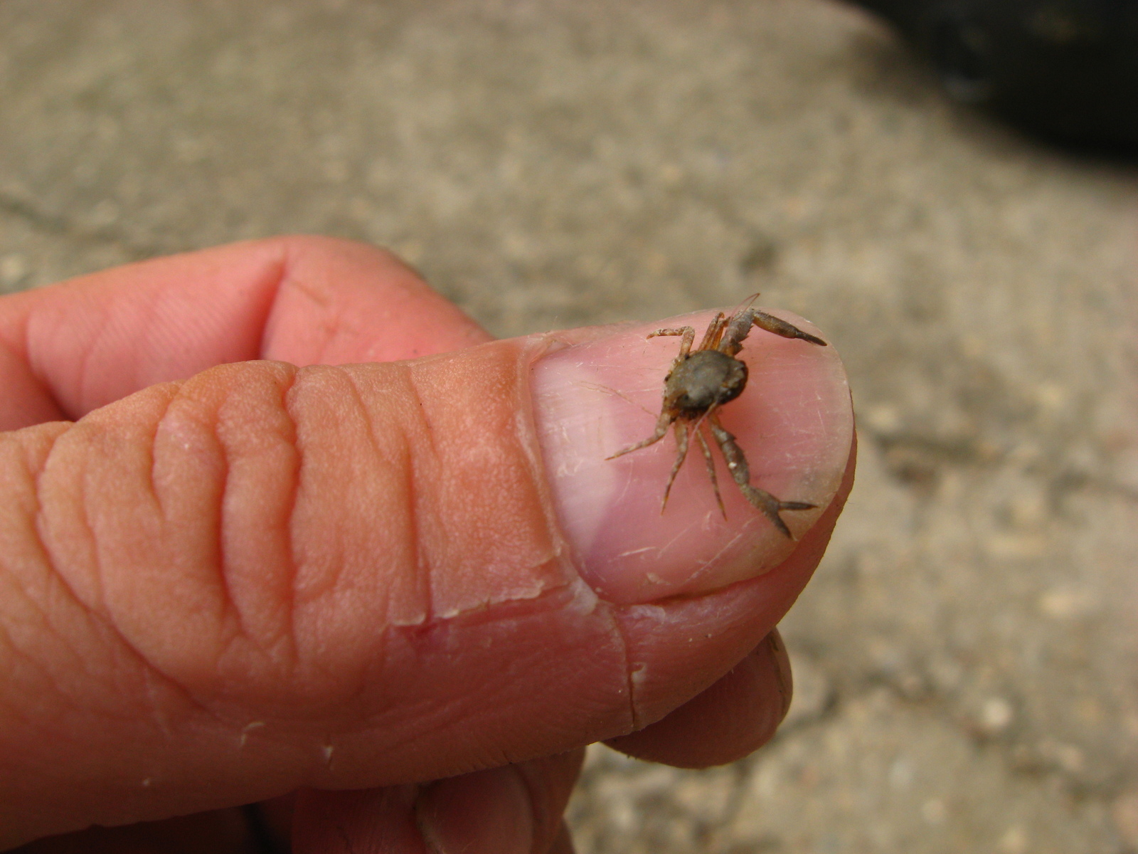 Interesting crabs of the Black Sea - My, Sea, Ocean, Crab