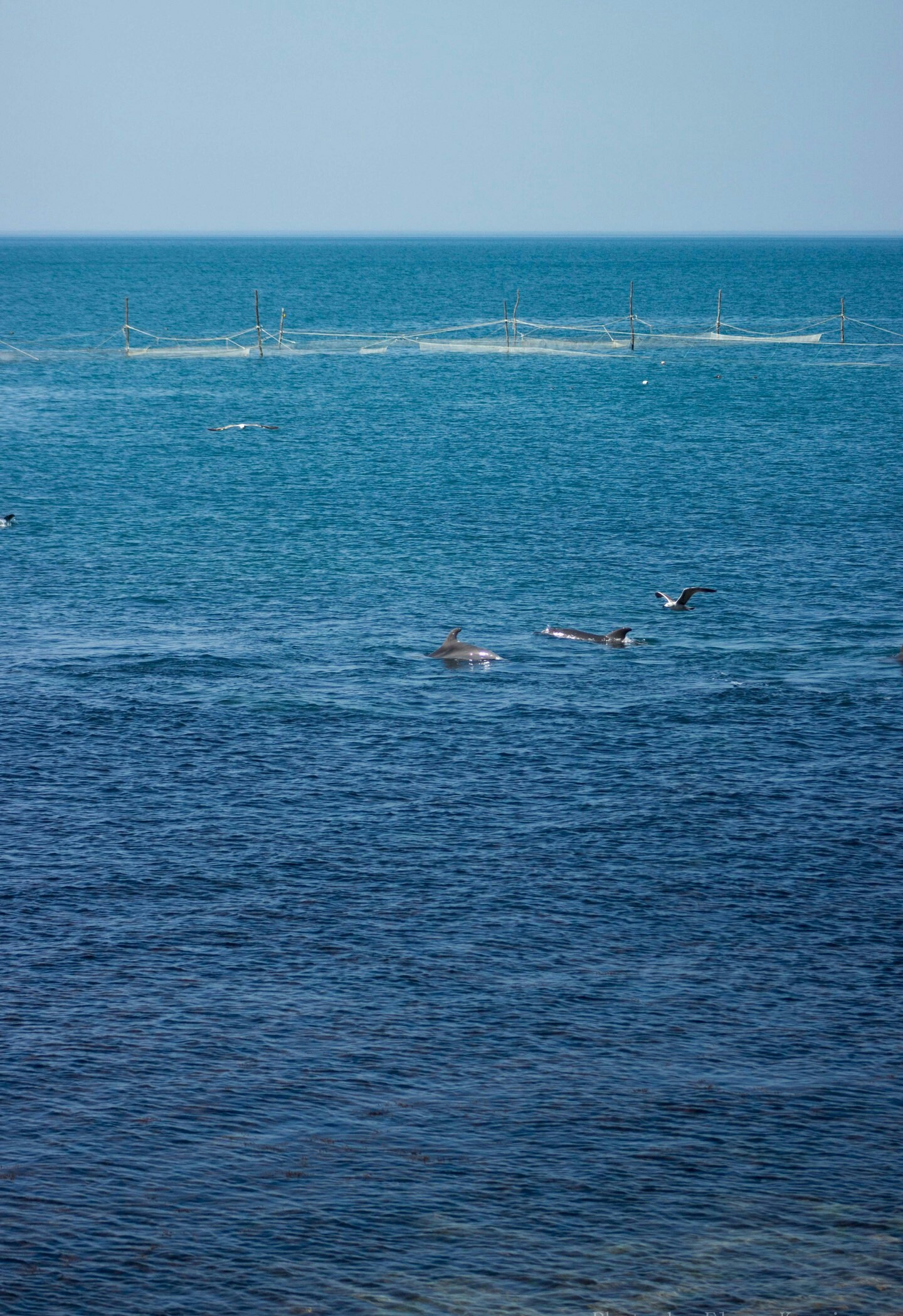 Dolphins are chasing fish - My, Dolphin, Sea, Tuapse, The photo, Longpost