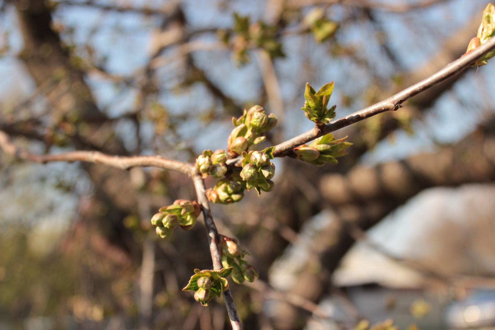 Spring - Spring, Tree, Flowers, My, Beginning photographer, Longpost