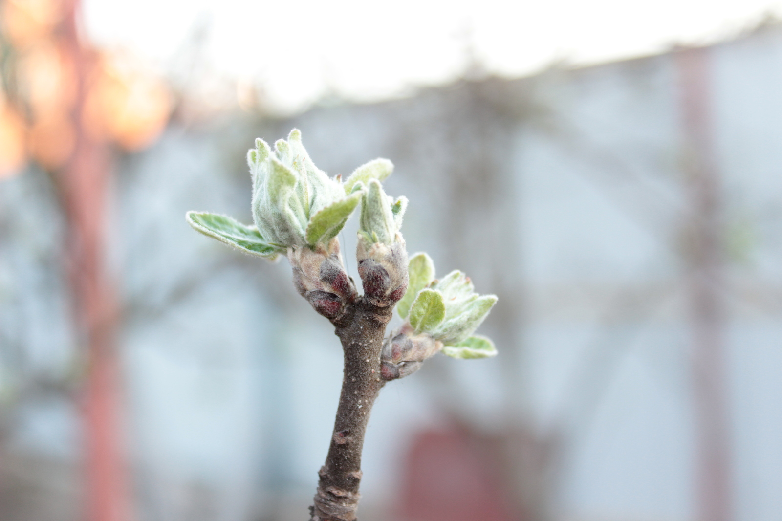 Spring - Spring, Tree, Flowers, My, Beginning photographer, Longpost