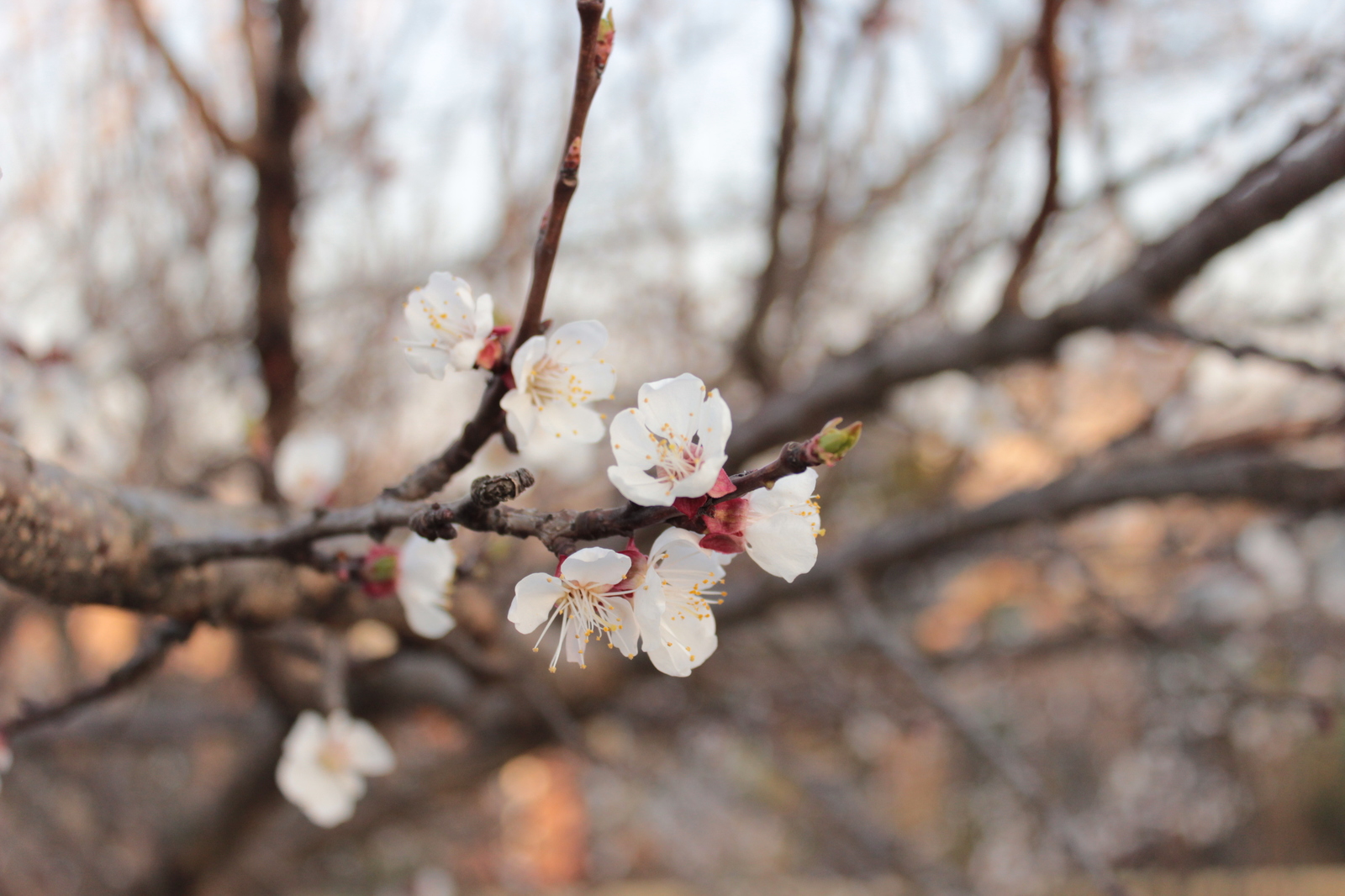 Spring - Spring, Tree, Flowers, My, Beginning photographer, Longpost