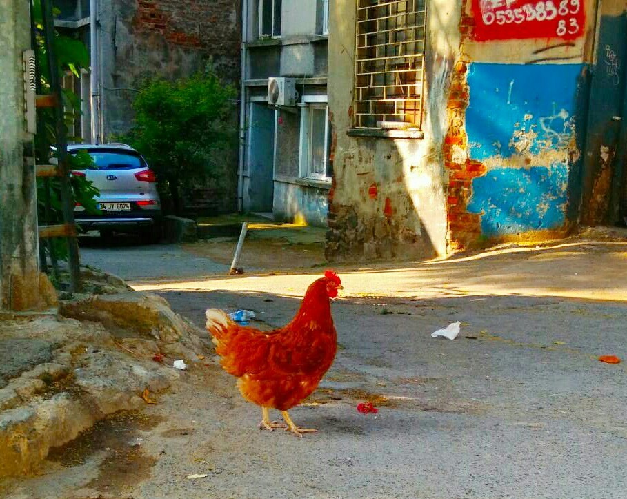 Walking around Istanbul - Istanbul, Rooster