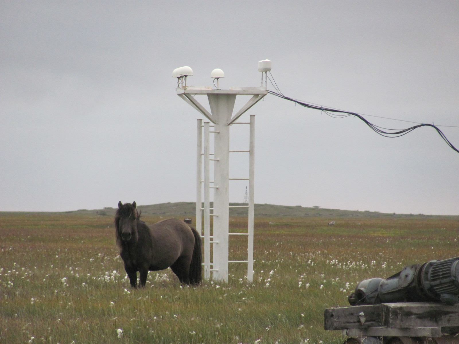 polar station. Our pets. (Part III) - My, Arctic, Polar explorers, Wintering, Far North, Northern Sea Route, Longpost, Video