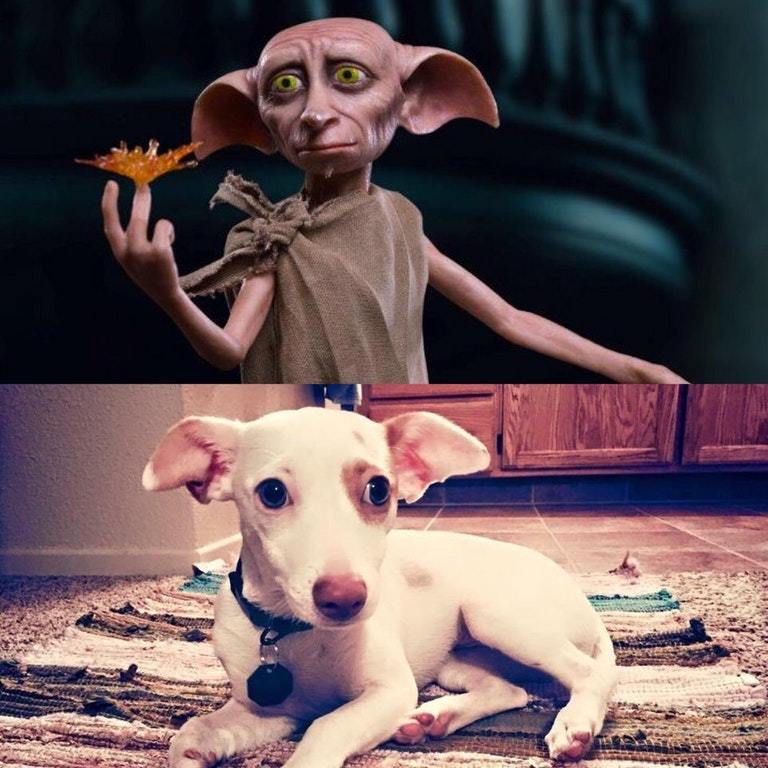 Dobby the dog - Dobby, Dog, Similarity, Harry Potter