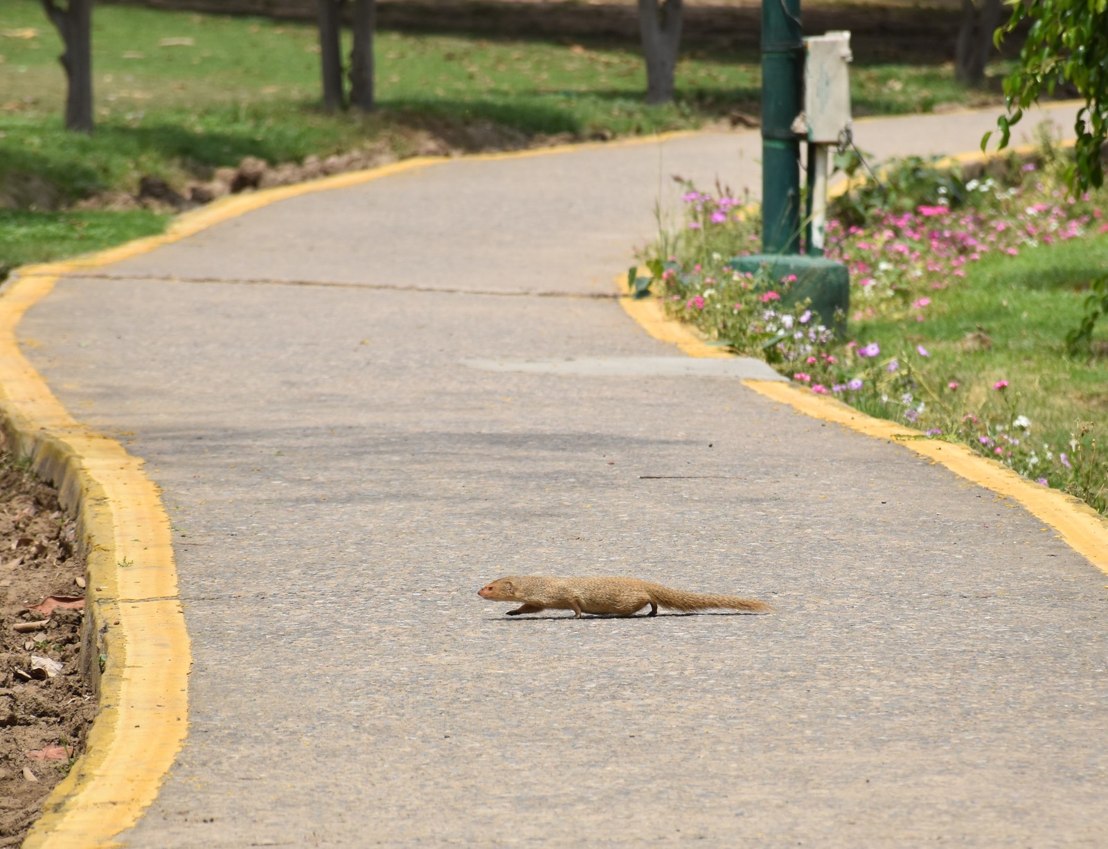 Walk in Nehru Park. - My, New Delhi, India, Mongoose, Birds, Squirrel, Longpost