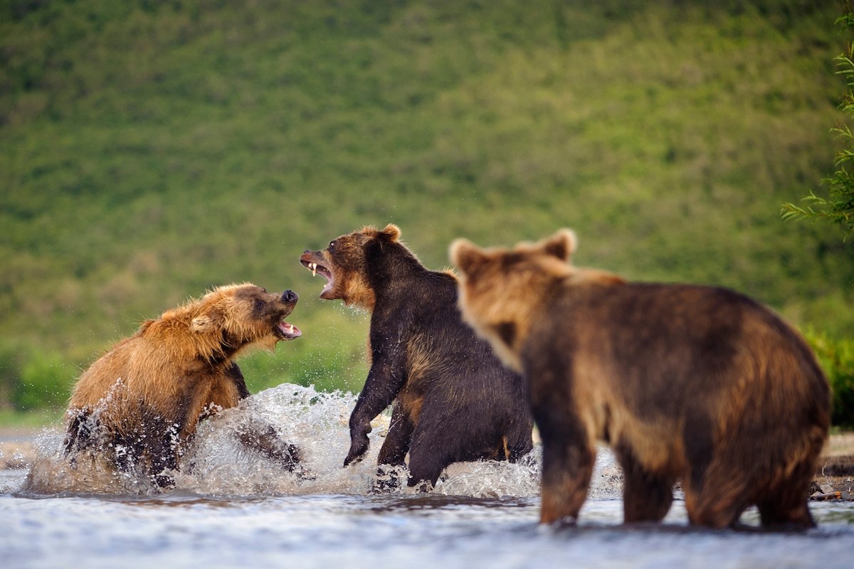 Incredible photos of brown bears in Kamchatka - The Bears, Brown bears, Kamchatka, The nature of Russia, Longpost