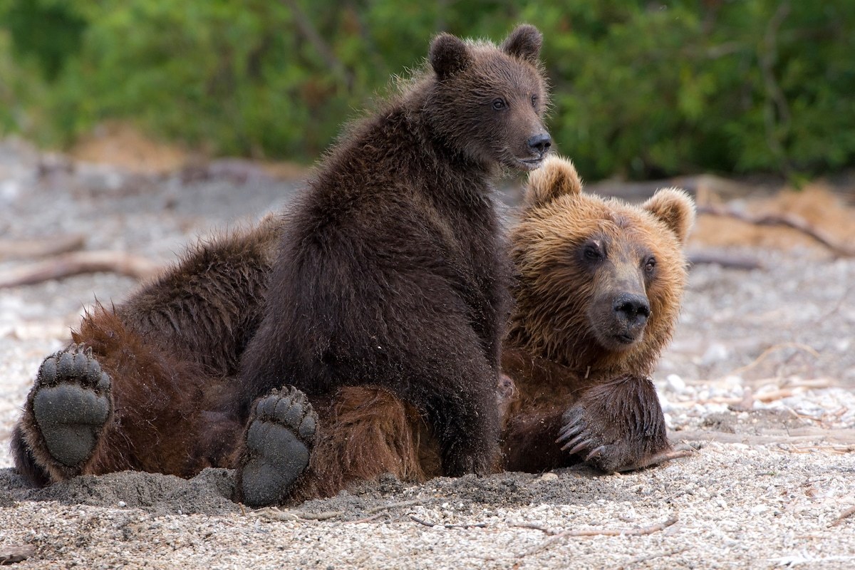 Incredible photos of brown bears in Kamchatka - The Bears, Brown bears, Kamchatka, The nature of Russia, Longpost