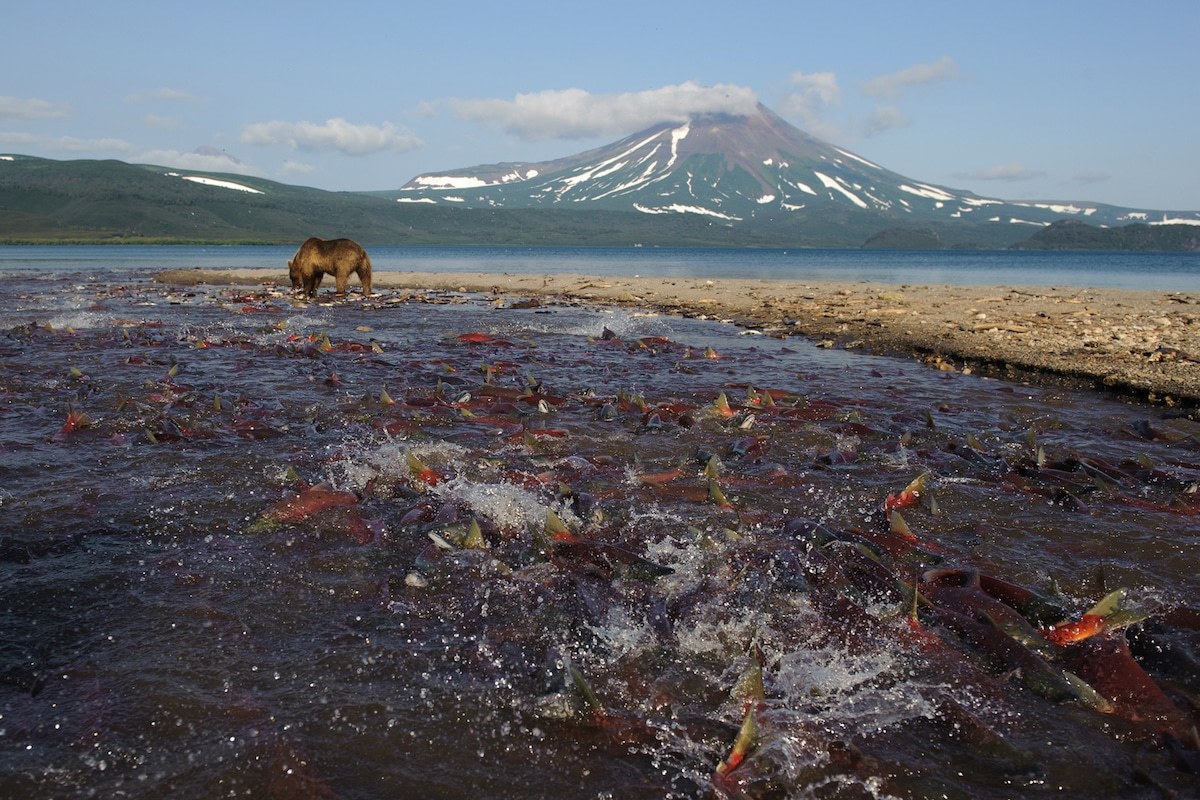 Incredible photos of brown bears in Kamchatka - The Bears, Brown bears, Kamchatka, The nature of Russia, Longpost