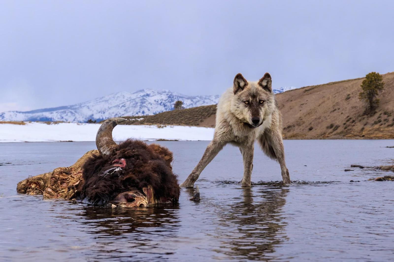 Mining - Wolf, Buffalo, Hunting, Mining, Nature, The photo, Yellowstone, Predator