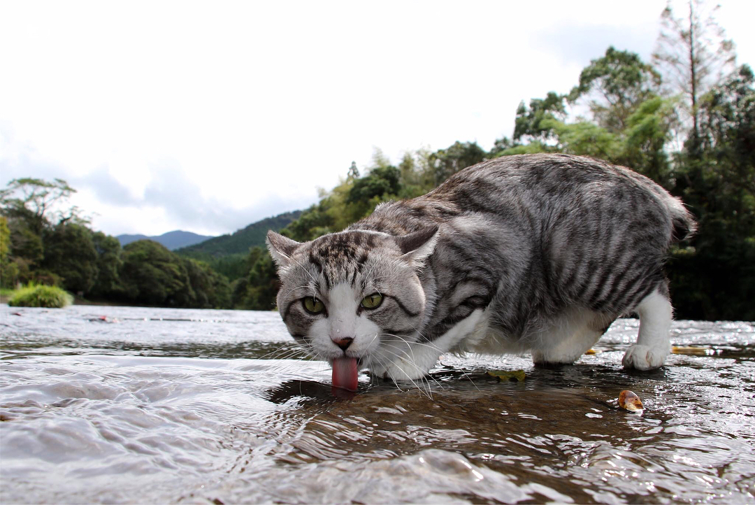 Nyankichi is a photogenic cat from Japan - cat, Animals, Pet, Longpost, Pets