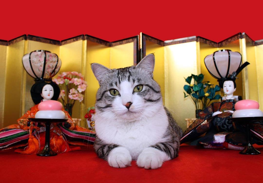 Nyankichi is a photogenic cat from Japan - cat, Animals, Pet, Longpost, Pets