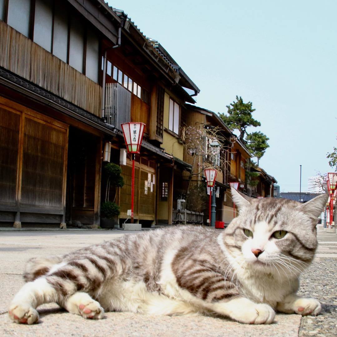 Nyankichi is a photogenic cat from Japan - cat, Animals, Pet, Longpost, Pets